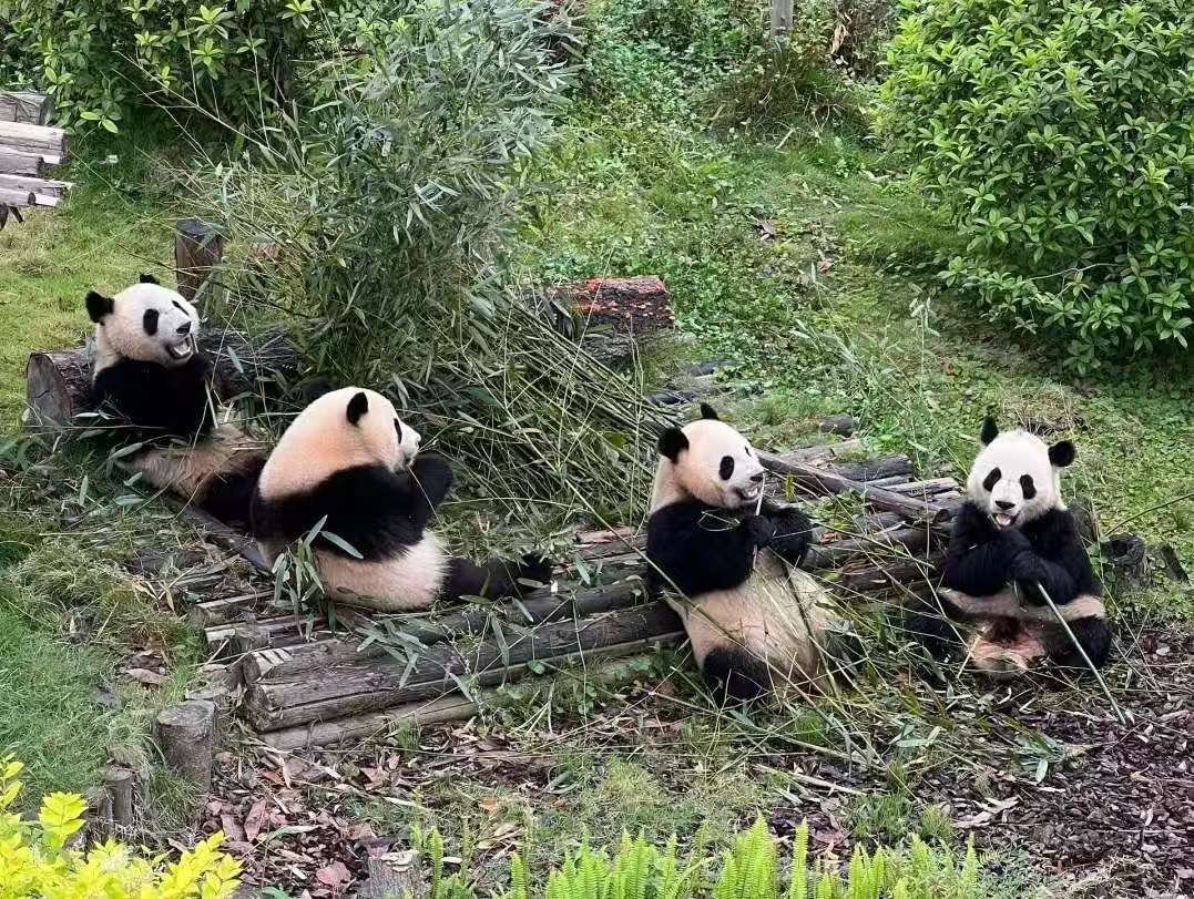 【九寨动时代】成都+九寨沟+黄龙+都江堰或熊猫乐园-双飞双动6日游